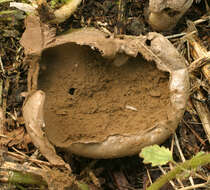 Image de Lycoperdon pratense Pers. 1794