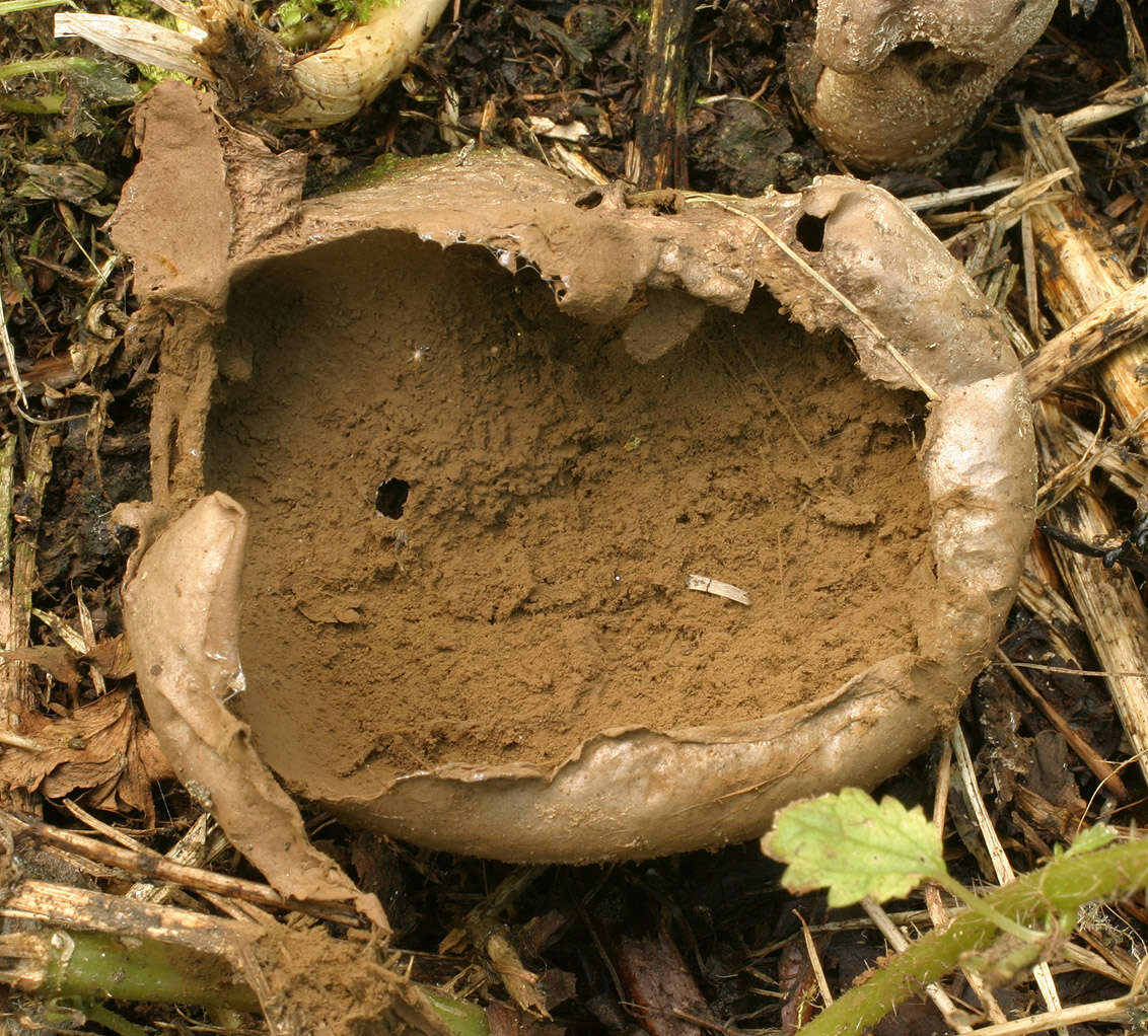 Image of Lycoperdon pratense Pers. 1794