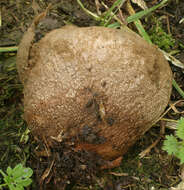 Image of Lycoperdon pratense Pers. 1794