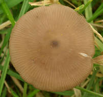 Image of Entoloma