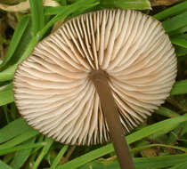 Image of Entoloma