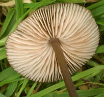 Image of Entoloma