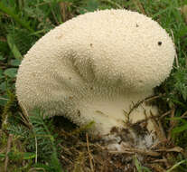 Image de Lycoperdon pratense Pers. 1794