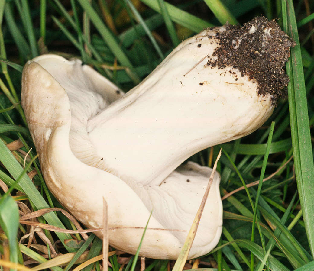 Calocybe resmi