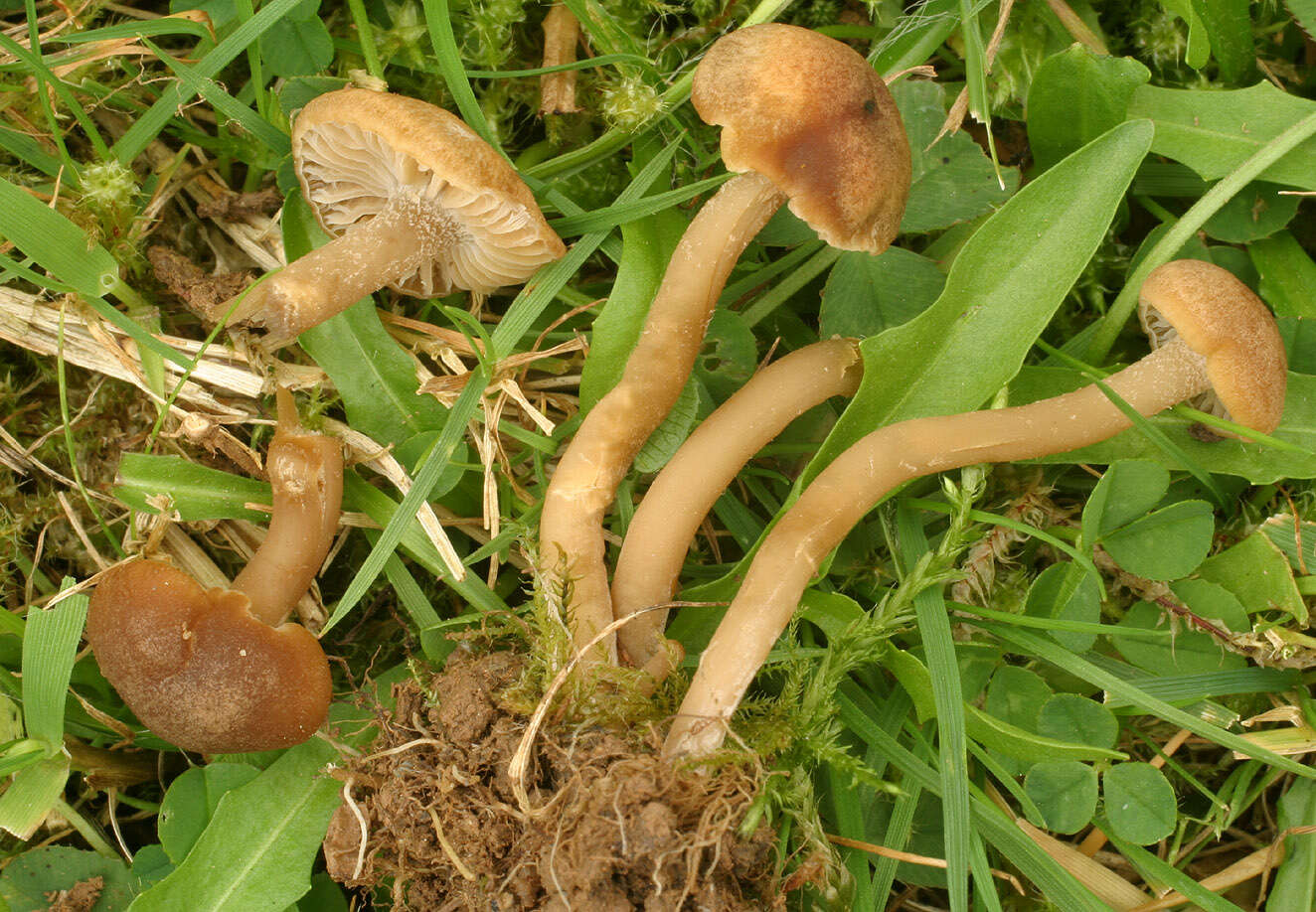 Camarophyllopsis schulzeri (Bres.) Herink 1958 resmi