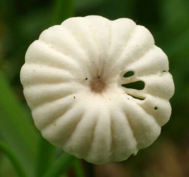 Image of Marasmius rotula (Scop.) Fr. 1838