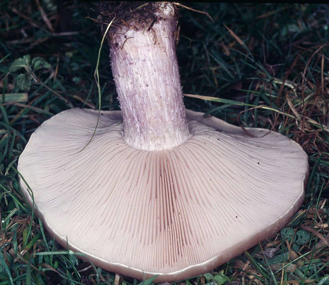 Image of the blewit