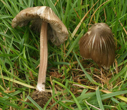 Image of Inocybe asterospora Quél. 1880