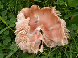 Image of Pink waxcap