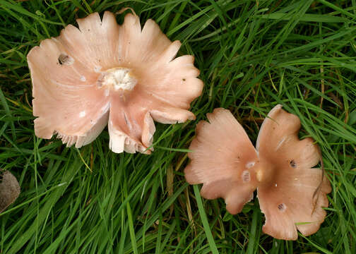 Image of Pink waxcap