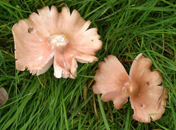 Image of Pink waxcap