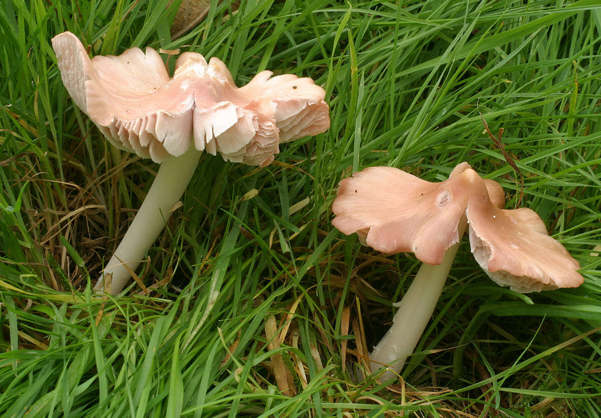 Image of Pink waxcap