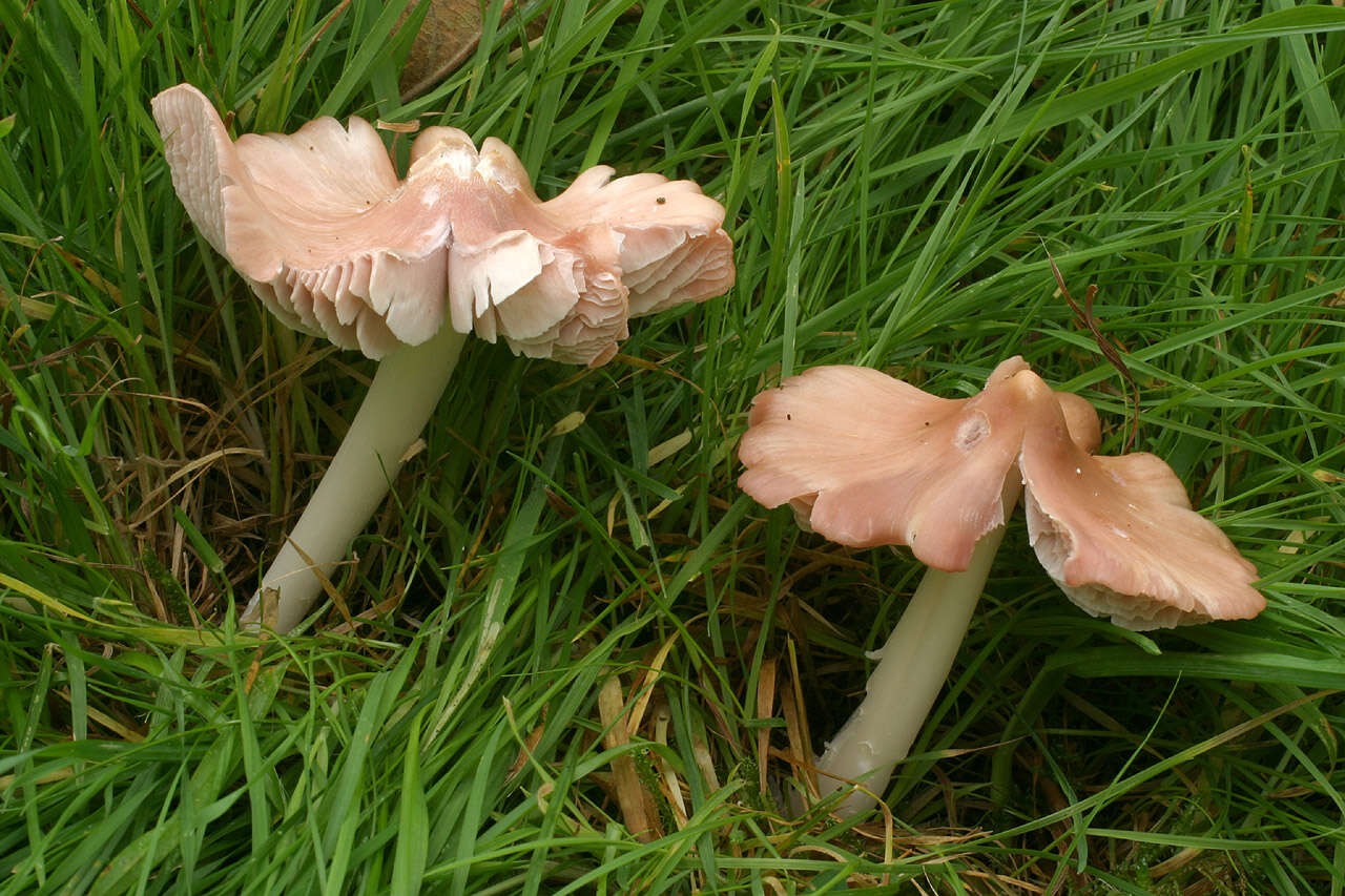 Image of Pink waxcap