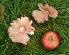 Image of Pink waxcap