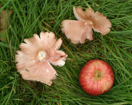 Image of Pink waxcap