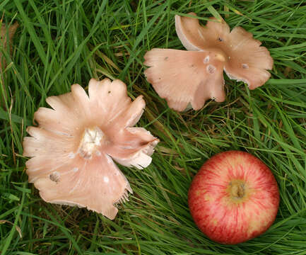 Image of Pink waxcap