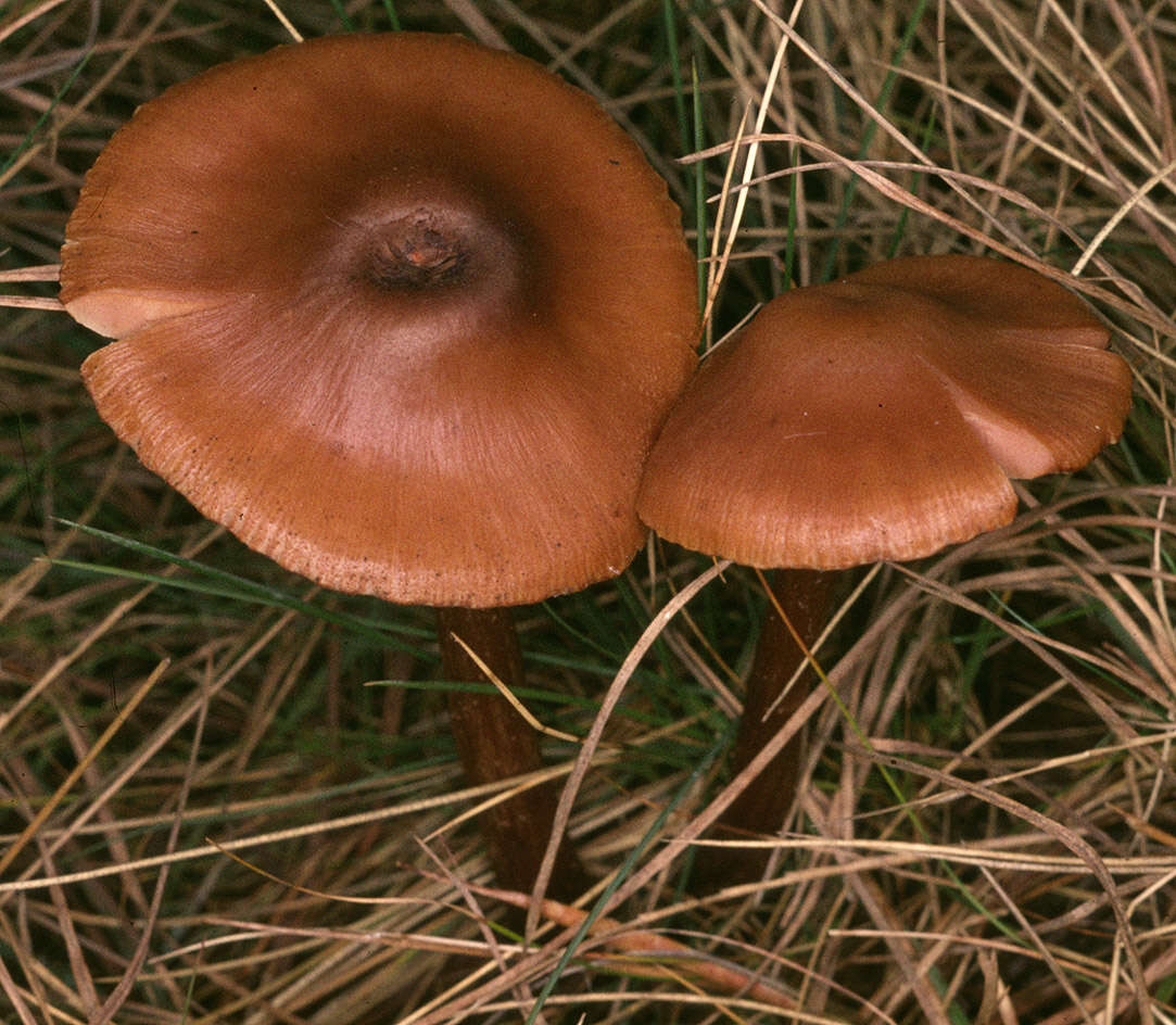 Image of Laccaria laccata (Scop.) Cooke 1884