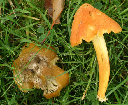 Plancia ëd Hygrocybe acutoconica (Clem.) Singer 1951