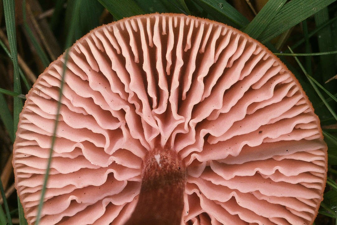 Image of Laccaria laccata (Scop.) Cooke 1884