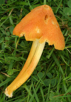 Plancia ëd Hygrocybe acutoconica (Clem.) Singer 1951