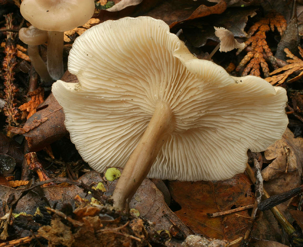 Image of Clitocybe vibecina (Fr.) Quél. 1872