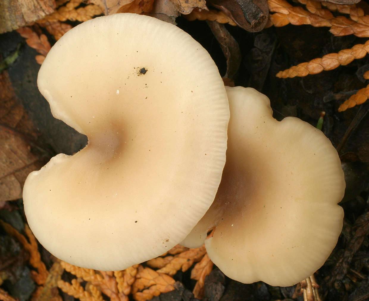 Image of Clitocybe vibecina (Fr.) Quél. 1872