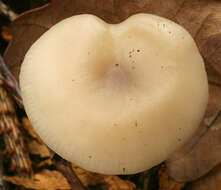 Image of Clitocybe vibecina (Fr.) Quél. 1872