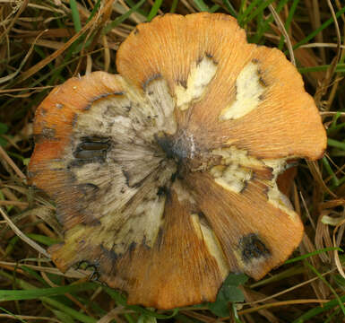 Image of Hygrocybe conica (Schaeff.) P. Kumm. 1871