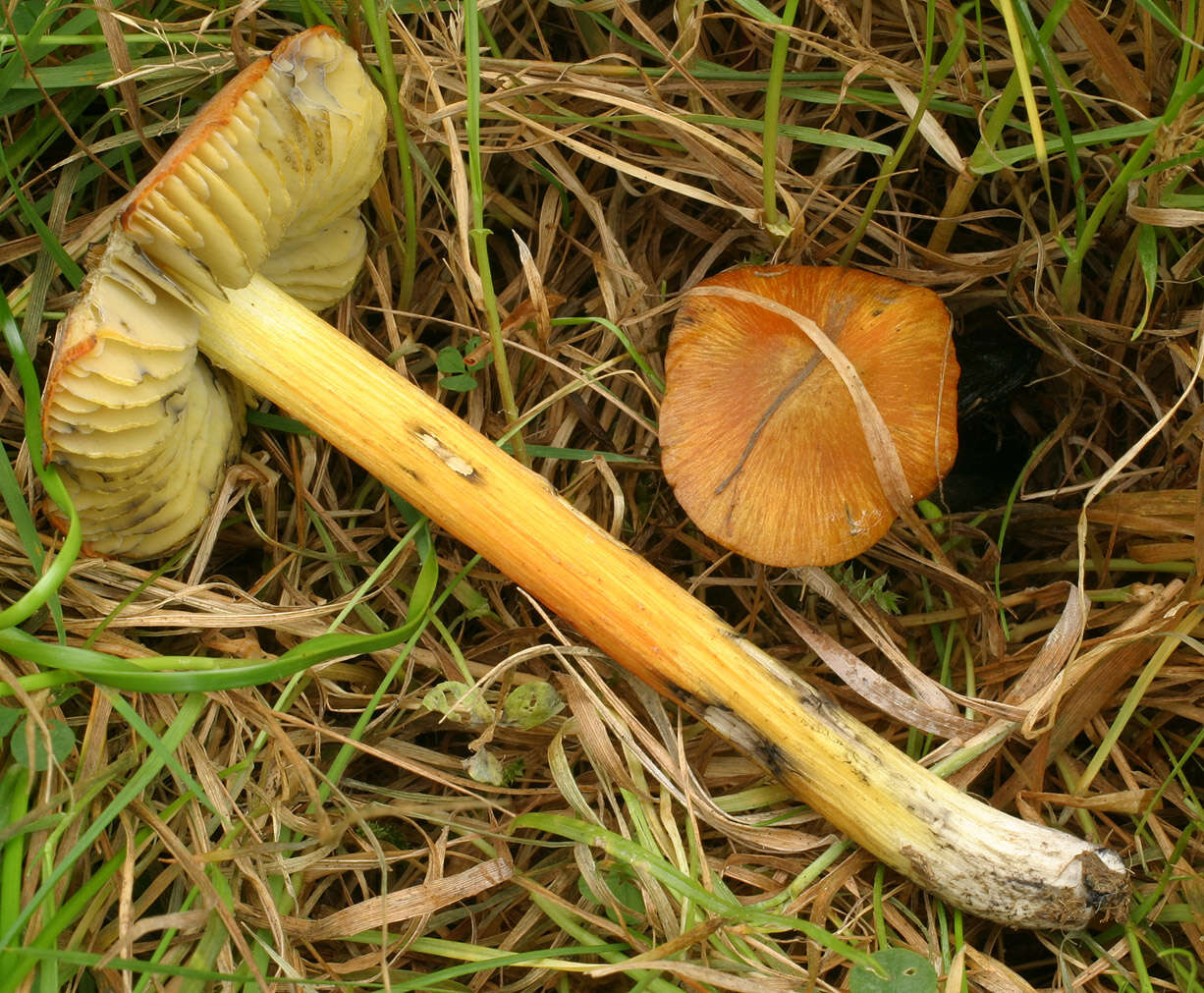 Image of Hygrocybe conica (Schaeff.) P. Kumm. 1871