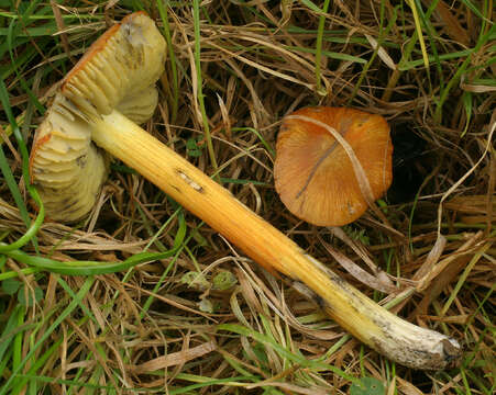 Image of Hygrocybe conica (Schaeff.) P. Kumm. 1871