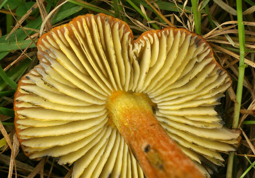 Image of Hygrocybe conica (Schaeff.) P. Kumm. 1871