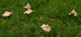 Image of Pink waxcap