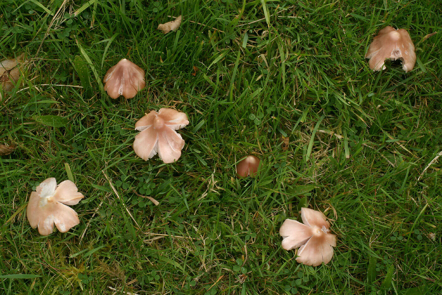 Image of Pink waxcap