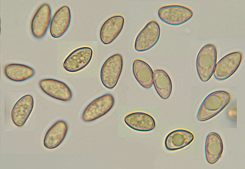 Image of Inocybe griseolilacina J. E. Lange 1917