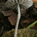 Image of Mycena pseudocorticola Kühner 1938