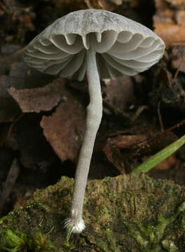 Image of Mycena pseudocorticola Kühner 1938