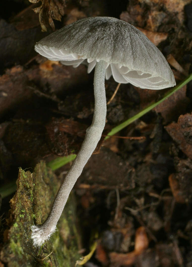 Image of Mycena pseudocorticola Kühner 1938