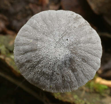 Image of Mycena pseudocorticola Kühner 1938