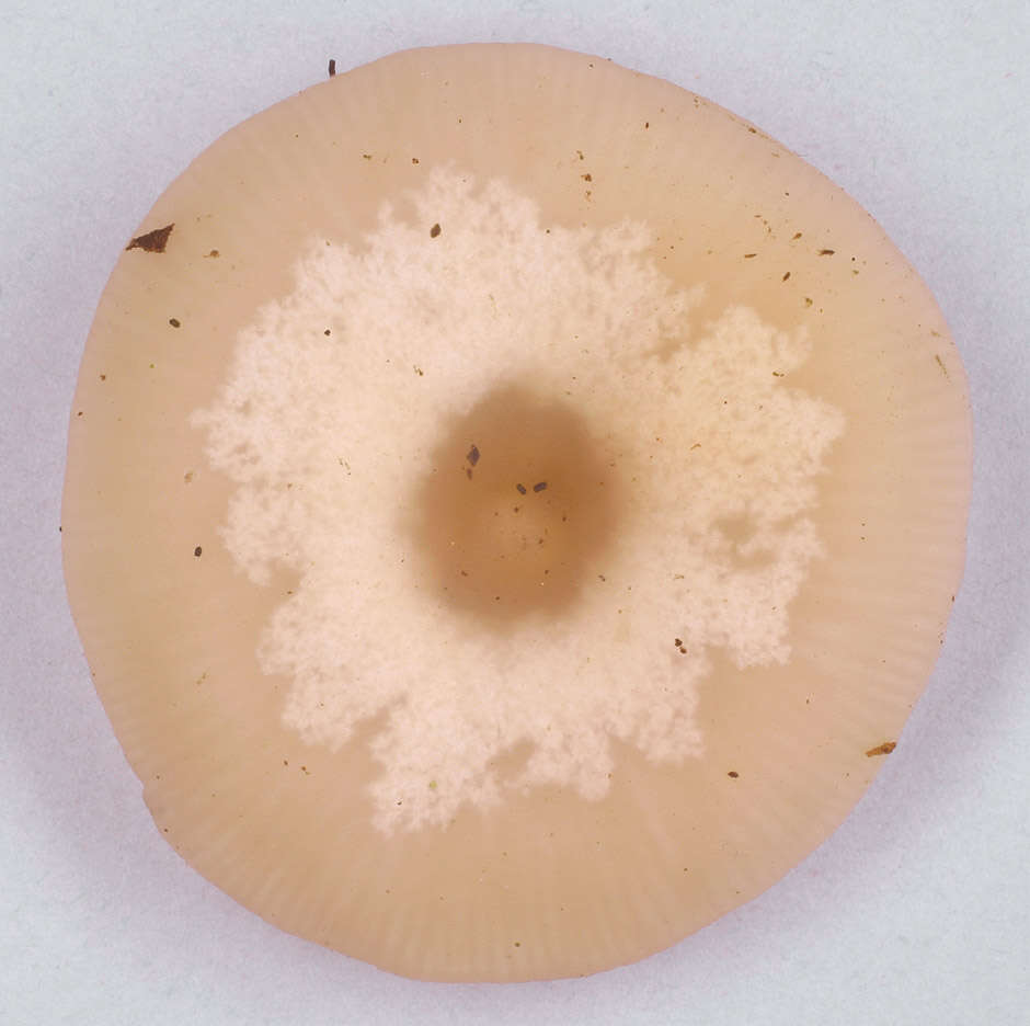 Image of Clitocybe vibecina (Fr.) Quél. 1872