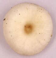 Image of Clitocybe vibecina (Fr.) Quél. 1872