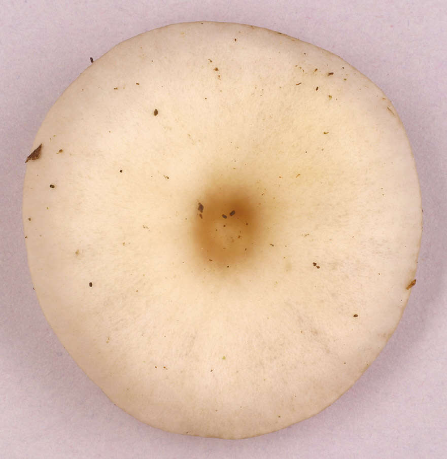 Image of Clitocybe vibecina (Fr.) Quél. 1872