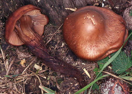 Image of Gymnopus fusipes (Bull.) Gray 1821