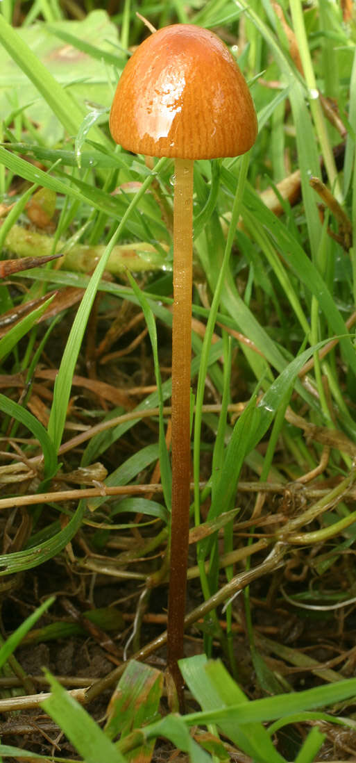 Conocybe pubescens (Gillet) Kühner 1935的圖片