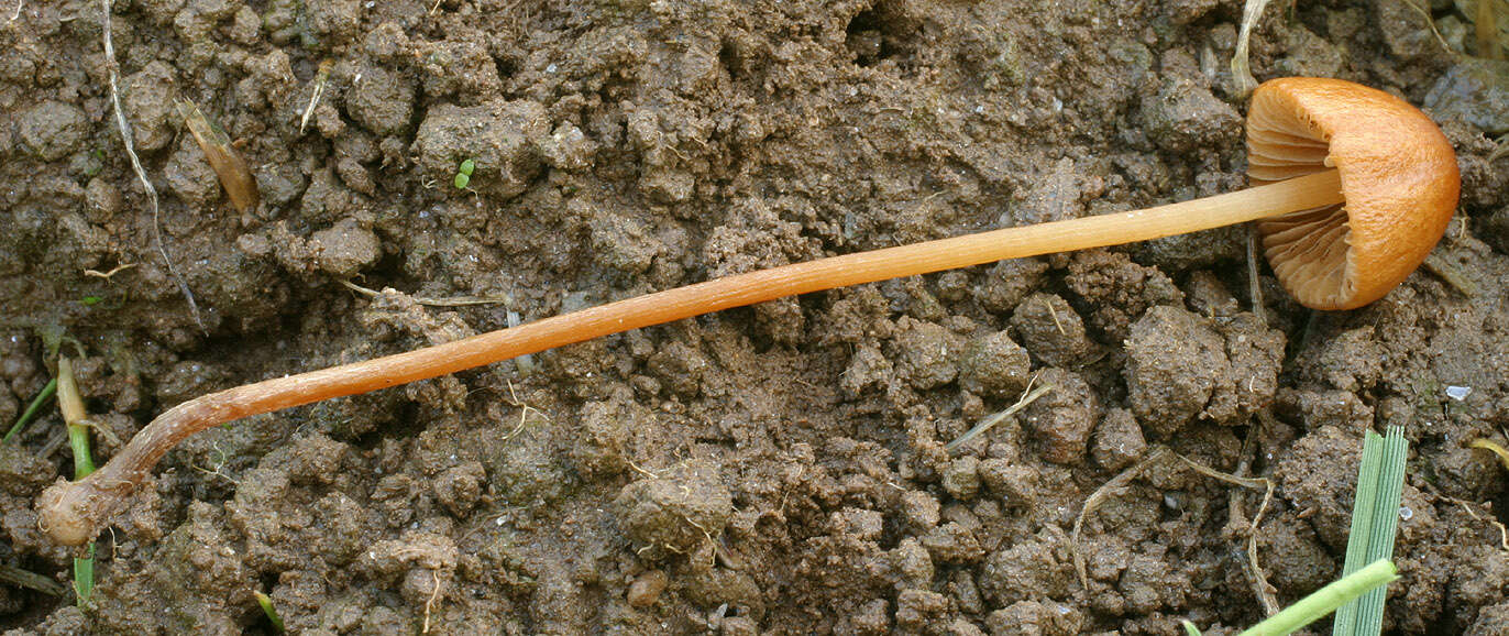 Conocybe pubescens (Gillet) Kühner 1935的圖片