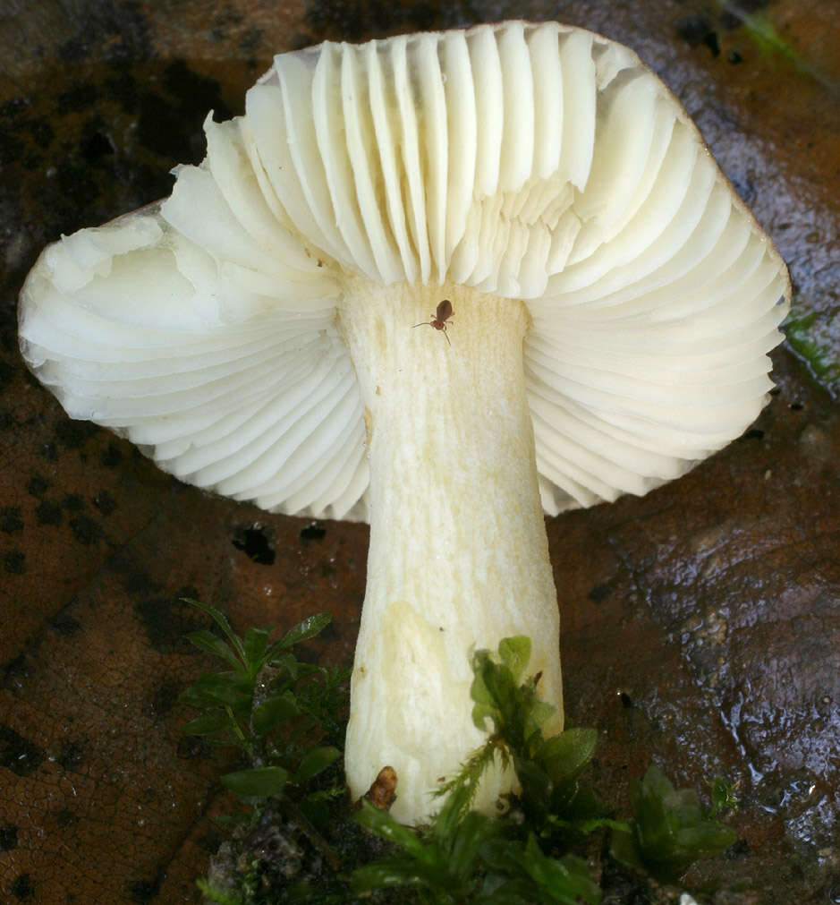 Image of Russula alnetorum Romagn. 1956