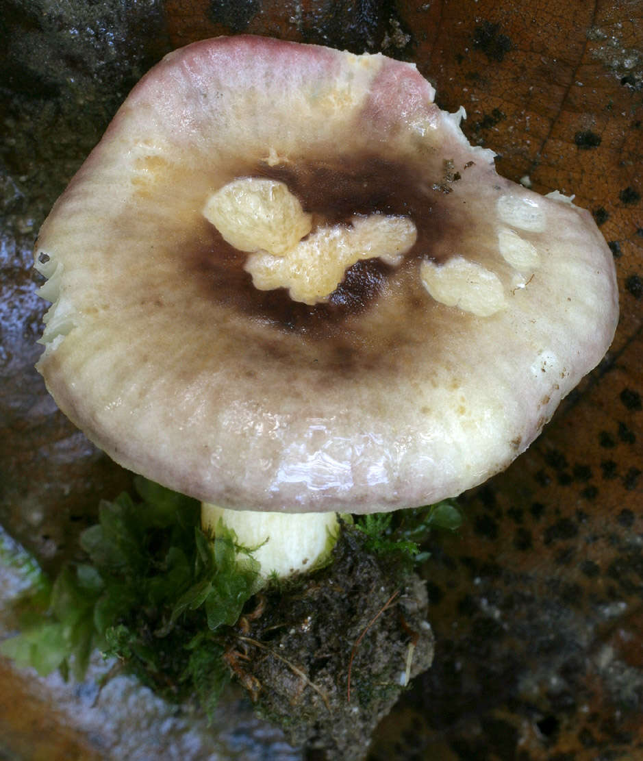 Image of Russula alnetorum Romagn. 1956