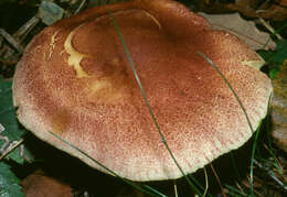 Image of Tricholomopsis rutilans (Schaeff.) Singer 1939