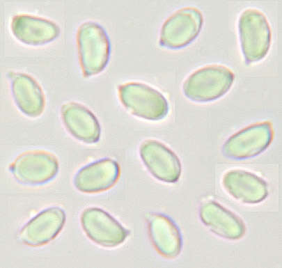 Clavulinopsis luteoalba (Rea) Corner 1950 resmi