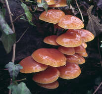 Plancia ëd Flammulina velutipes (Curtis) Singer 1951