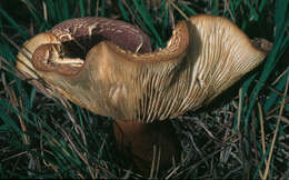 Image of Tricholomopsis rutilans (Schaeff.) Singer 1939